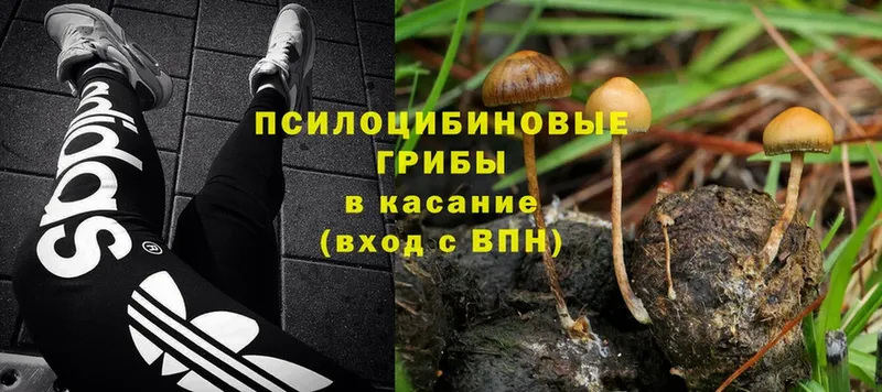 как найти   Бугуруслан  Галлюциногенные грибы Cubensis 